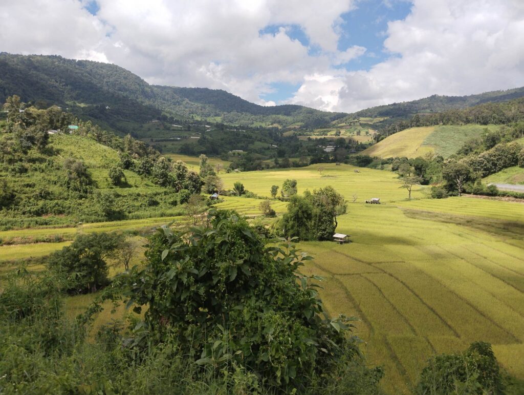 View of rice paddies